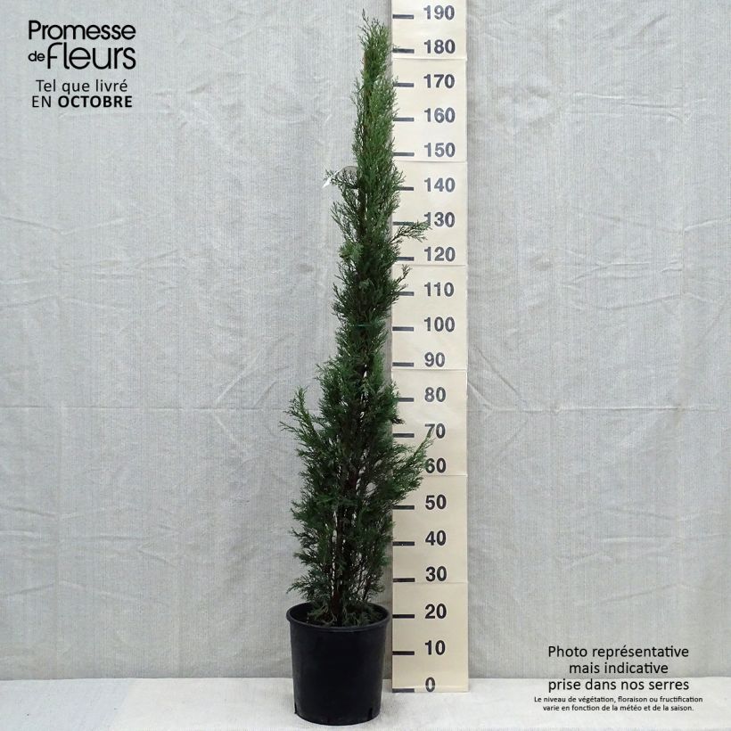 Provence Cypress - Cupressus sempervirens Pyramidalis 4L/5L pot sample as delivered in autumn