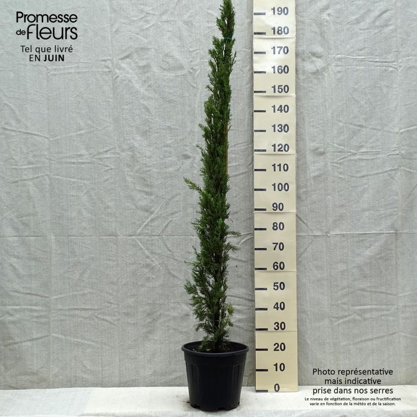 Provence Cypress - Cupressus sempervirens Pyramidalis 7.5L/10L pot sample as delivered in spring