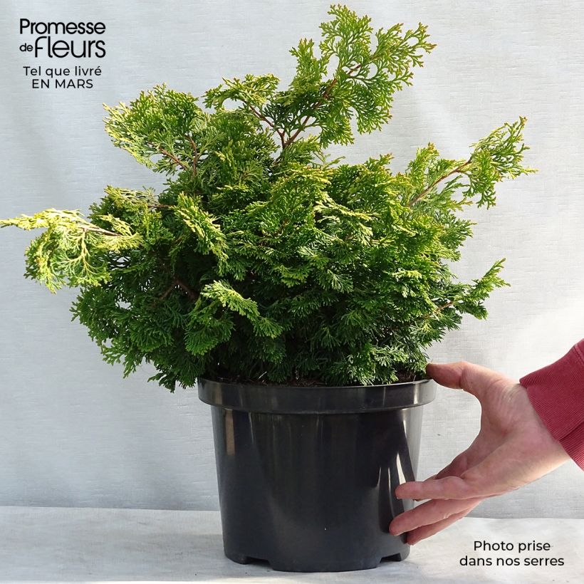 Chamaecyparis obtusa Rashahiba - Hinoki Cypress 4L/5L pot sample as delivered in spring