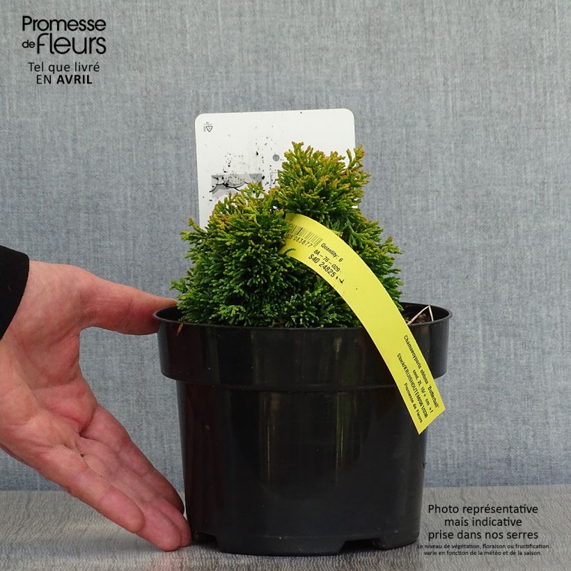 Chamaecyparis obtusa Butterball - Hinoki Cypress 2L/3L pot sample as delivered in spring