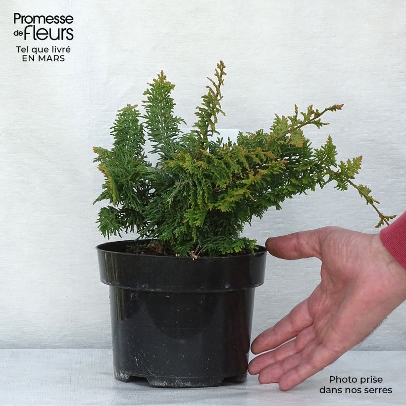 Chamaecyparis obtusa Fernspray Gold - Hinoki Cypress 2L/3L pot sample as delivered in spring