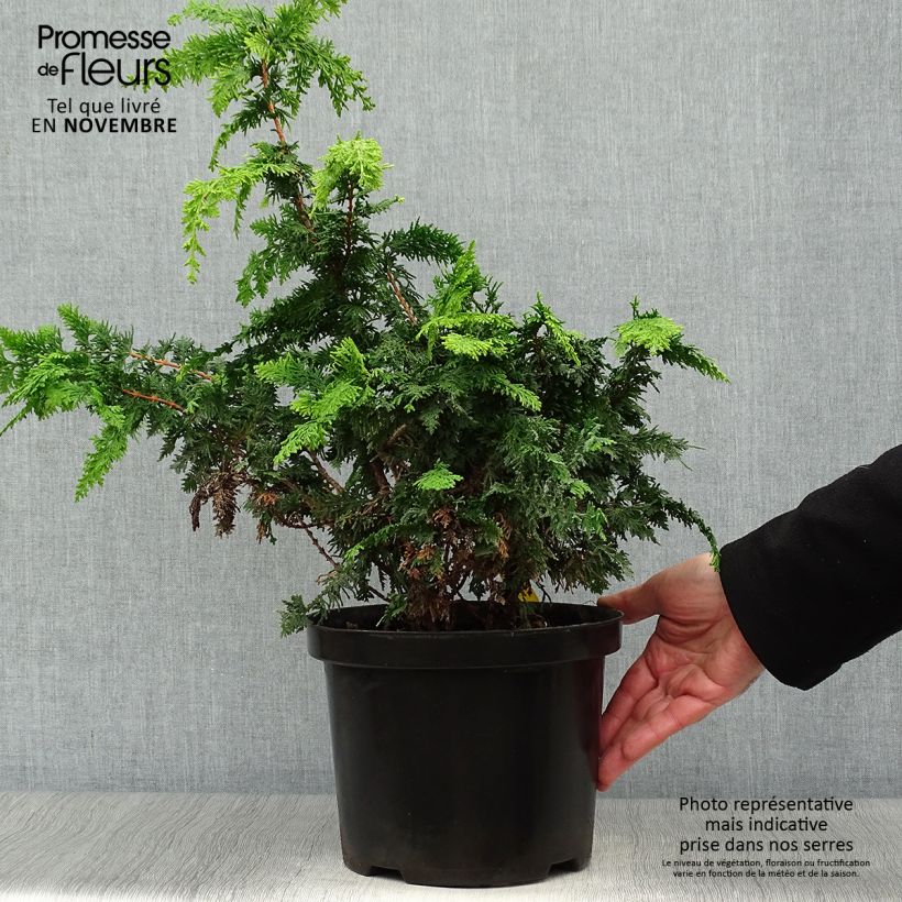 Chamaecyparis obtusa Fernspray Gold - Hinoki Cypress 4L/5L pot sample as delivered in autumn