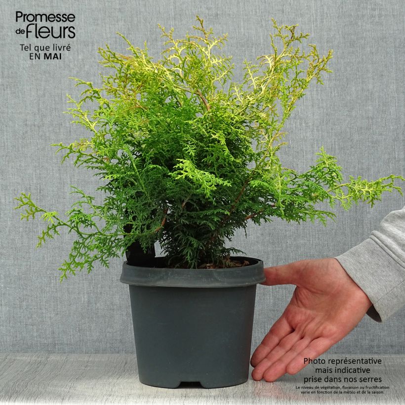 Chamaecyparis obtusa Lucas - Hinoki Cypress 2L/3L pot sample as delivered in spring