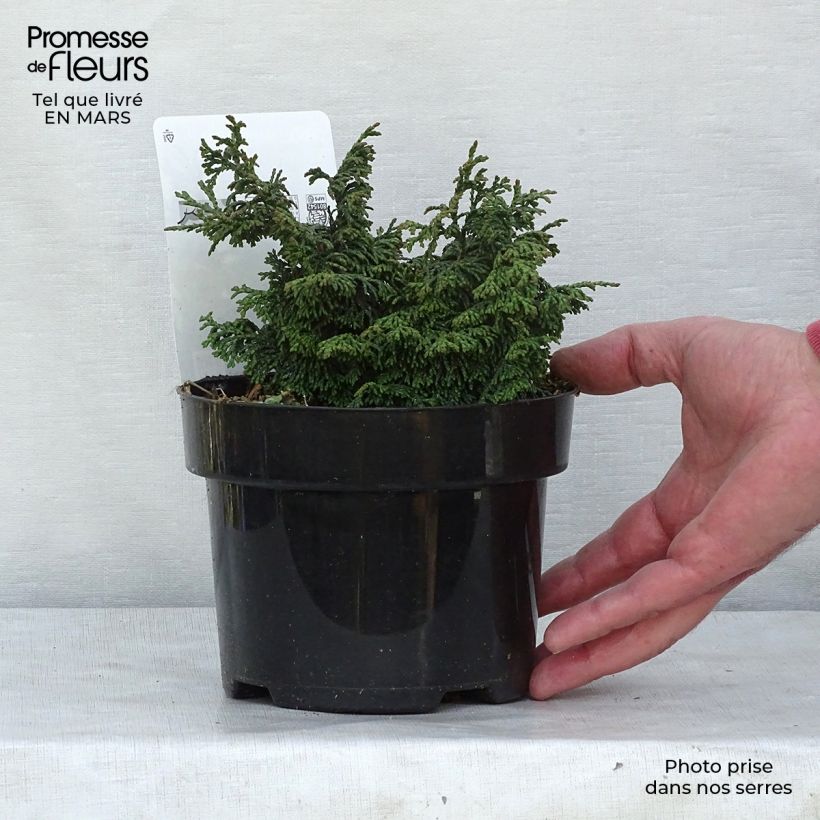 Chamaecyparis obtusa Maureen - Hinoki Cypress 2L/3L pot sample as delivered in winter