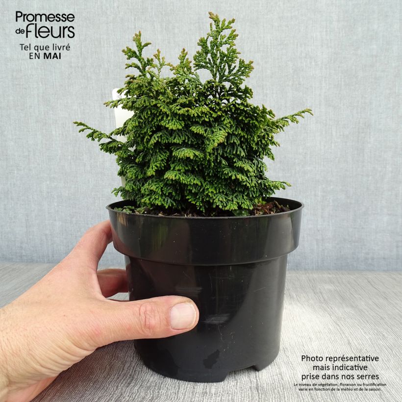 Chamaecyparis obtusa Maureen - Hinoki Cypress 2L/3L pot sample as delivered in spring