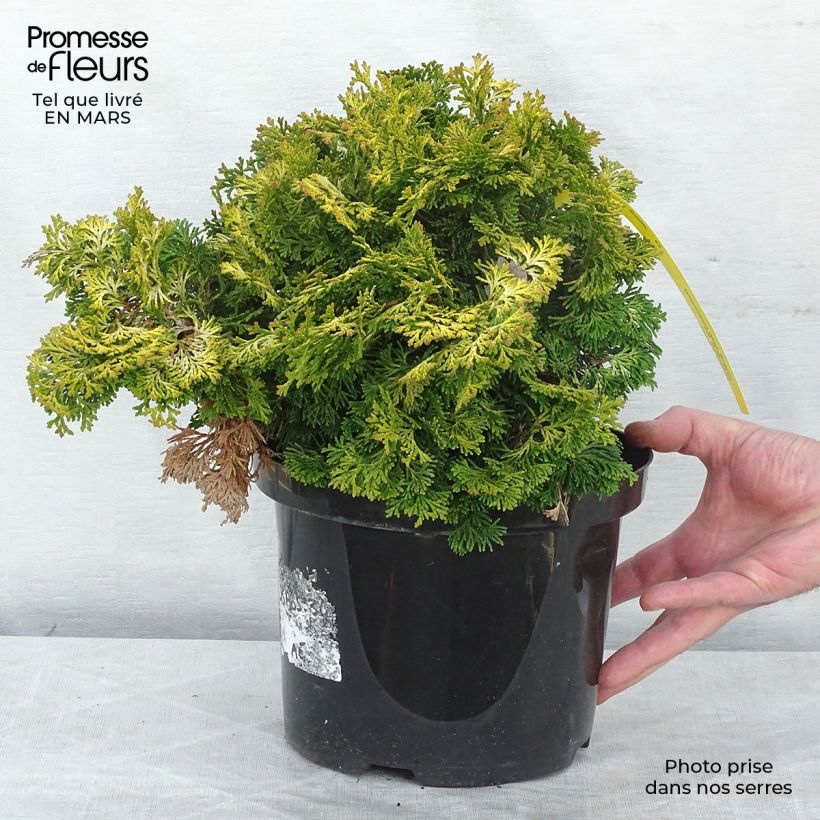 Chamaecyparis obtusa Maureen - Hinoki Cypress 4L/5L pot sample as delivered in spring