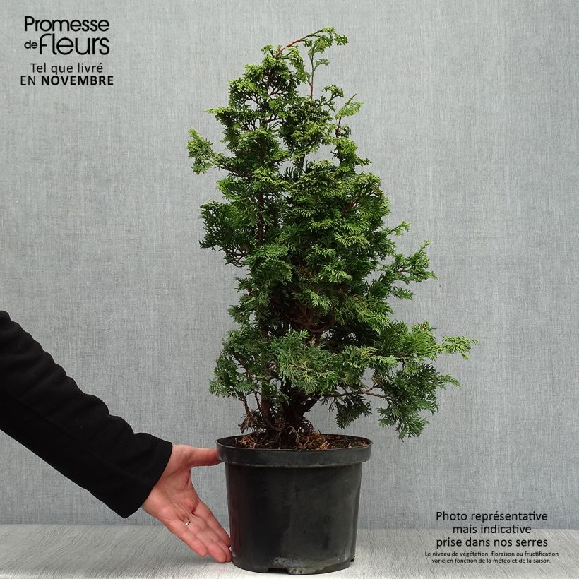 Chamaecyparis obtusa Maureen - Hinoki Cypress 4L/5L pot sample as delivered in autumn