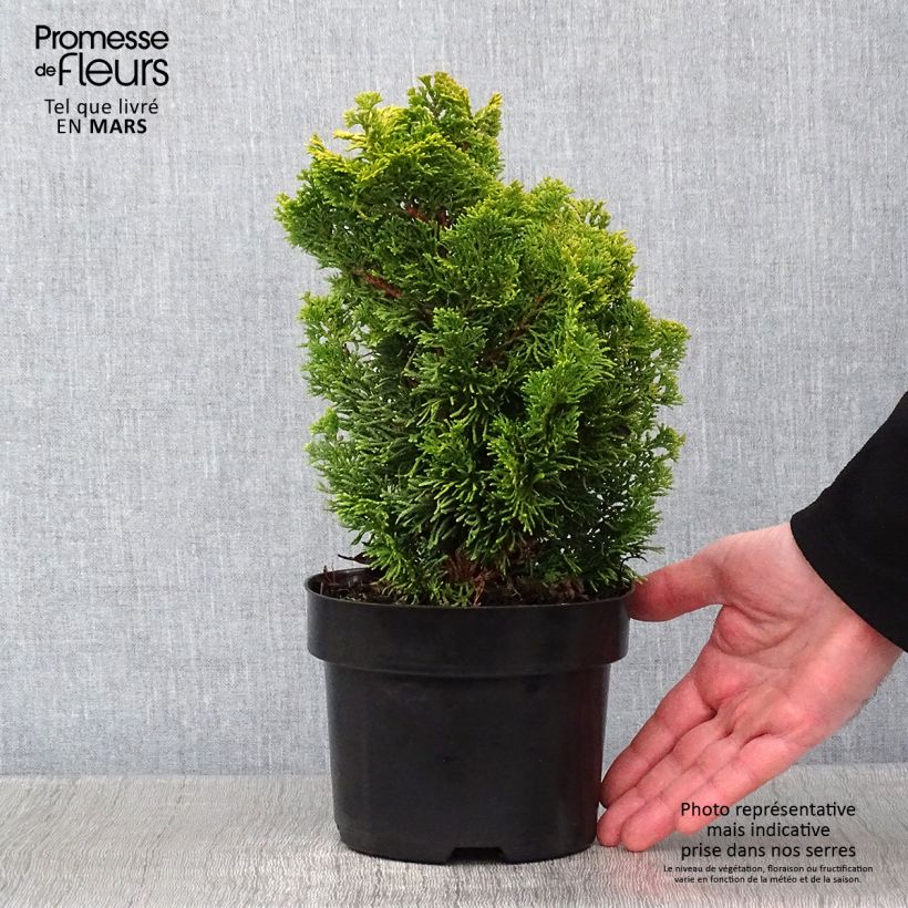 Chamaecyparis obtusa Meroki Twin - Hinoki Cypress 2L/3L pot sample as delivered in winter