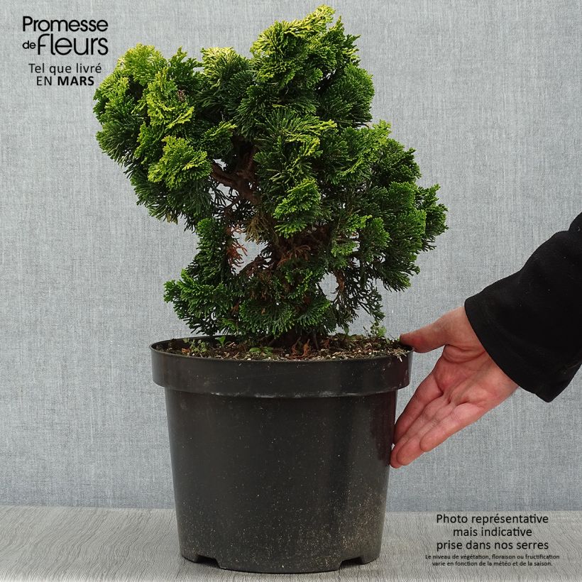 Chamaecyparis obtusa Nana Aurea - Hinoki Cypress 7.5L/10L pot sample as delivered in winter