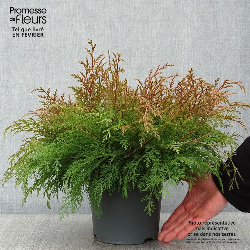 Creeping Siberian Cypress - Microbiota decussata 2L/3L pot sample as delivered in winter