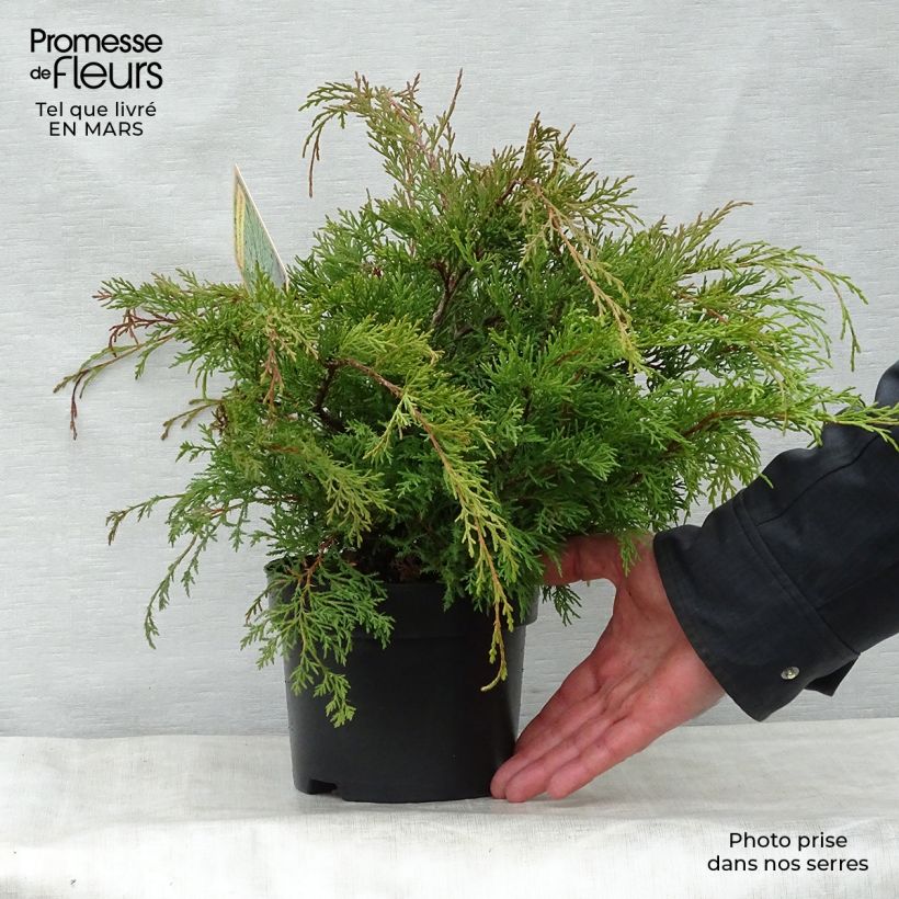 Creeping Siberian Cypress - Microbiota decussata 2L/3L pot sample as delivered in spring