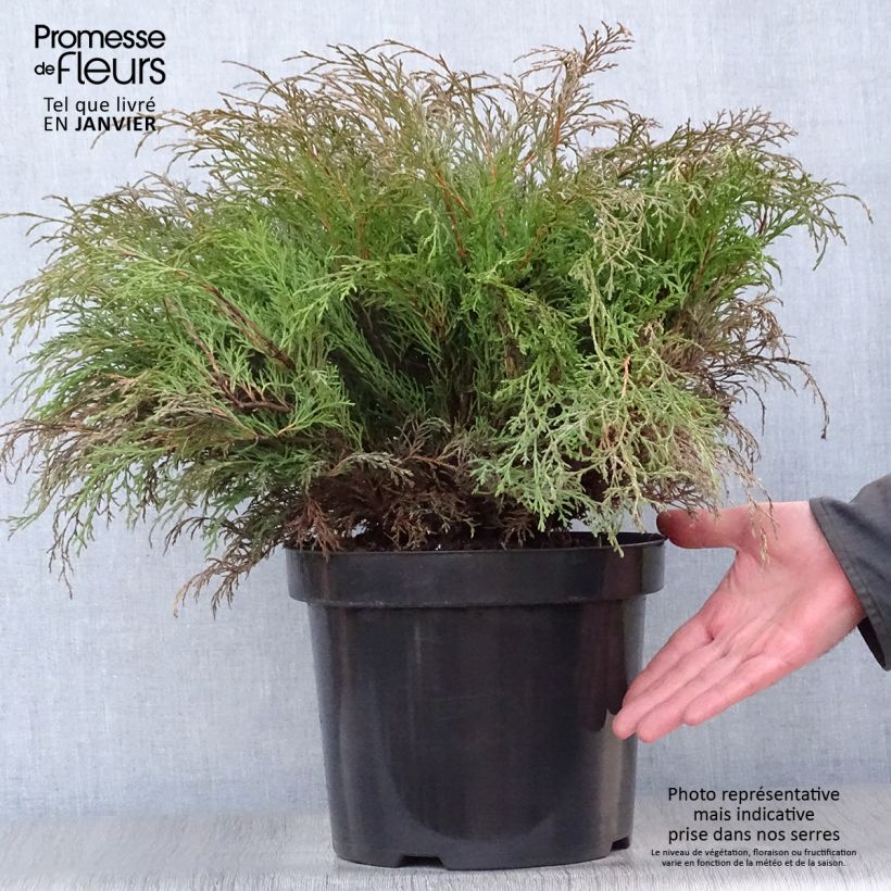 Creeping Siberian Cypress - Microbiota decussata 7.5L/10L pot sample as delivered in winter