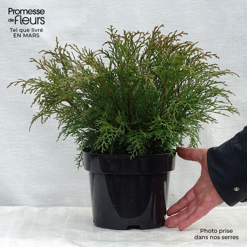 Creeping Siberian Cypress - Microbiota decussata 7.5L/10L pot sample as delivered in spring