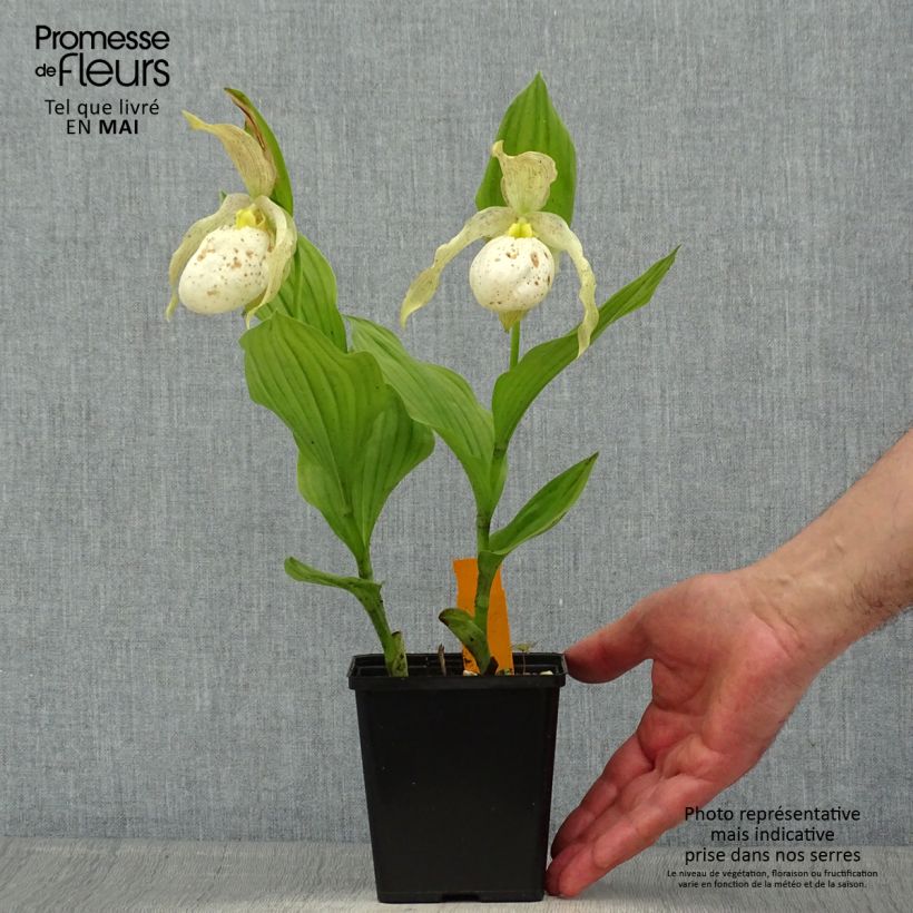 Cypripedium Kristi Lyn gx 1L/1.5L pot sample as delivered in spring