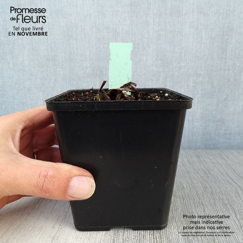 Cypripedium Lucy Pinkepank gx 1L/1.5L pot sample as delivered in autumn