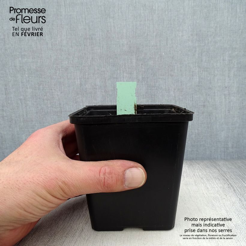 Cypripedium Lucy Pinkepank gx 1L/1.5L pot sample as delivered in winter