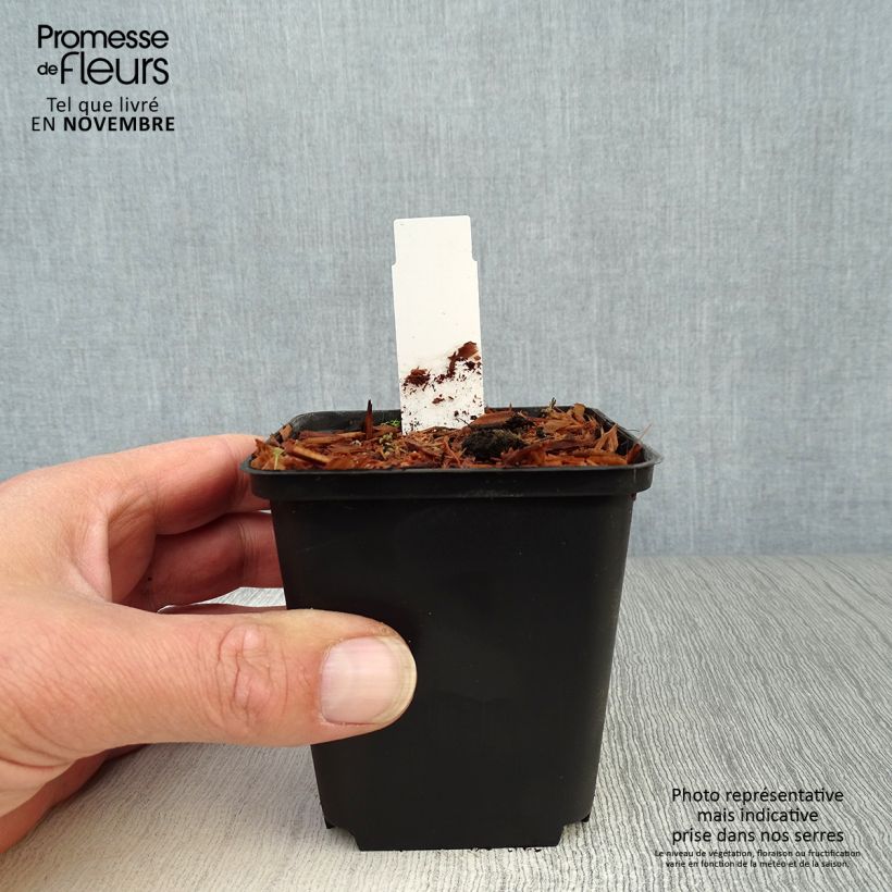 Cypripedium flavum 8/9 cm pot sample as delivered in autumn