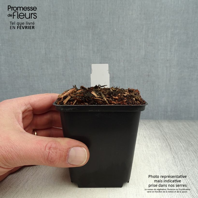 Cypripedium flavum 8/9 cm pot sample as delivered in winter