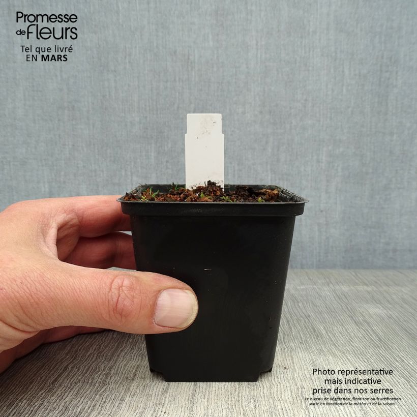 Cypripedium flavum 8/9 cm pot sample as delivered in spring