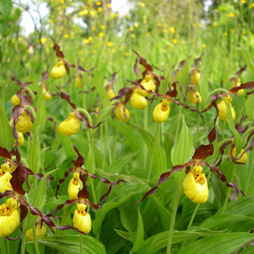 Cypripedium parviflorum var. parviflorum - Lady Slipper Orchid (Plant habit)