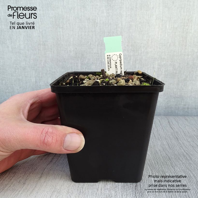 Cypripedium reginae 1L/1.5L pot sample as delivered in winter