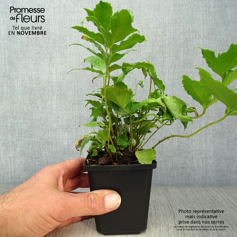 Cyrtomium falcatum 8/9 cm pot sample as delivered in autumn