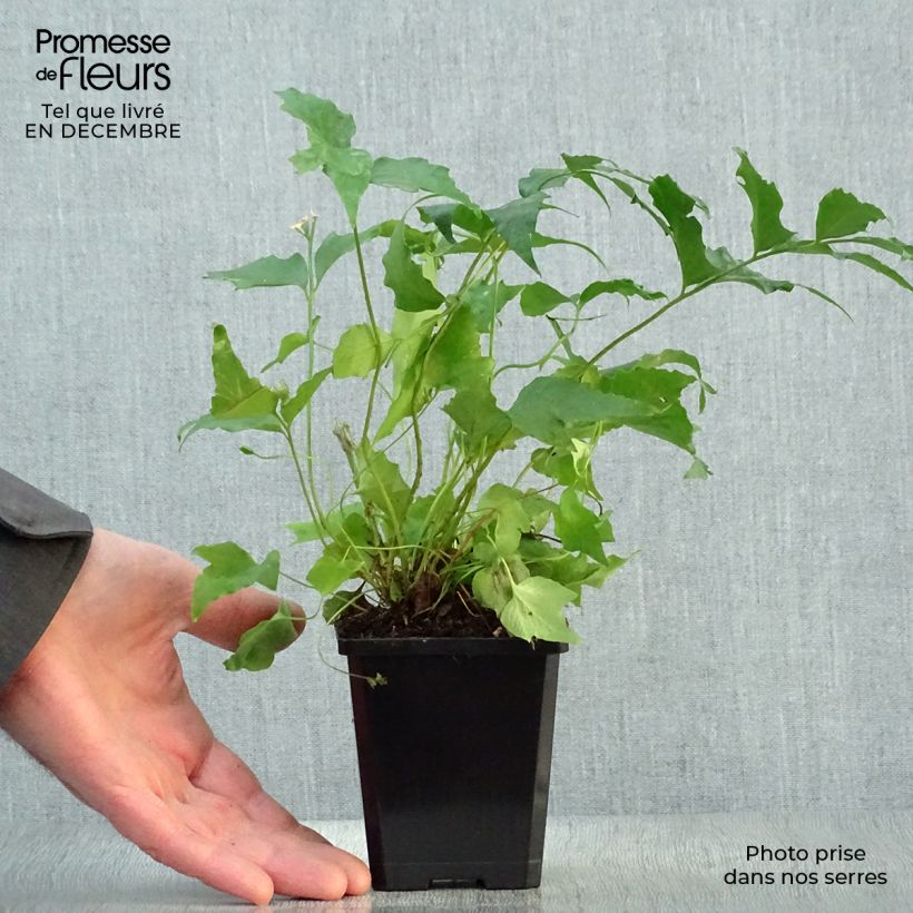 Cyrtomium falcatum 8/9 cm pot sample as delivered in winter