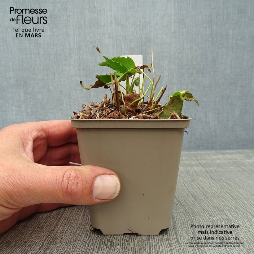 Cyrtomium falcatum 8/9 cm pot sample as delivered in spring