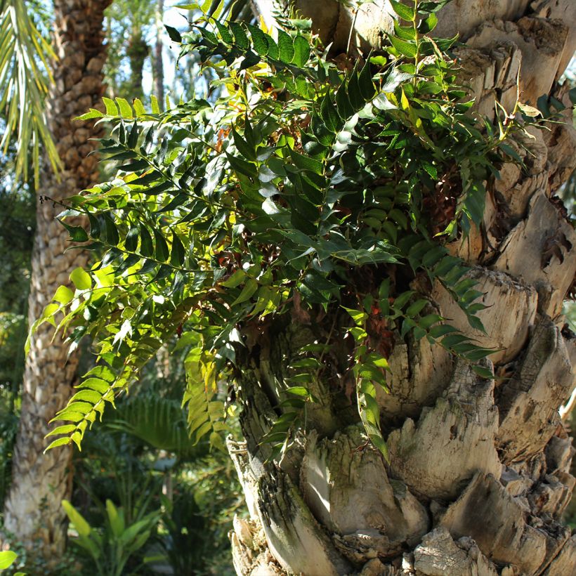 Cyrtomium falcatum (Plant habit)