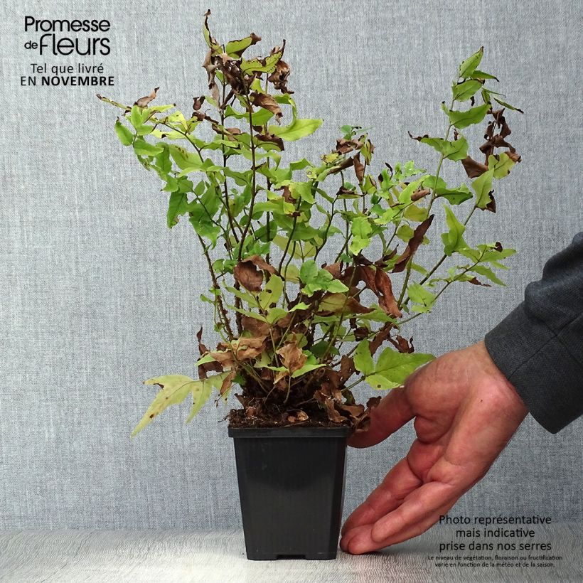 Cyrtomium fortunei - Evergreen fern 8/9 cm pot sample as delivered in autumn