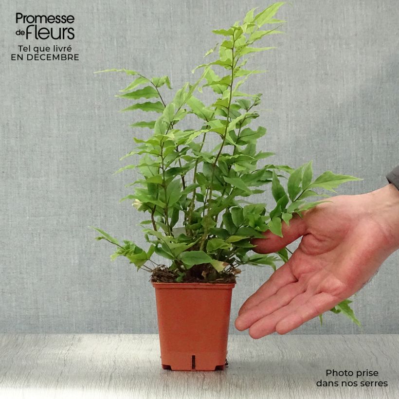 Cyrtomium fortunei - Evergreen fern 8/9 cm pot sample as delivered in winter