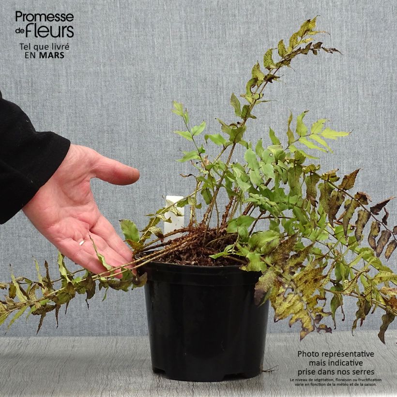 Cyrtomium fortunei - Evergreen fern 2L/3L pot sample as delivered in winter