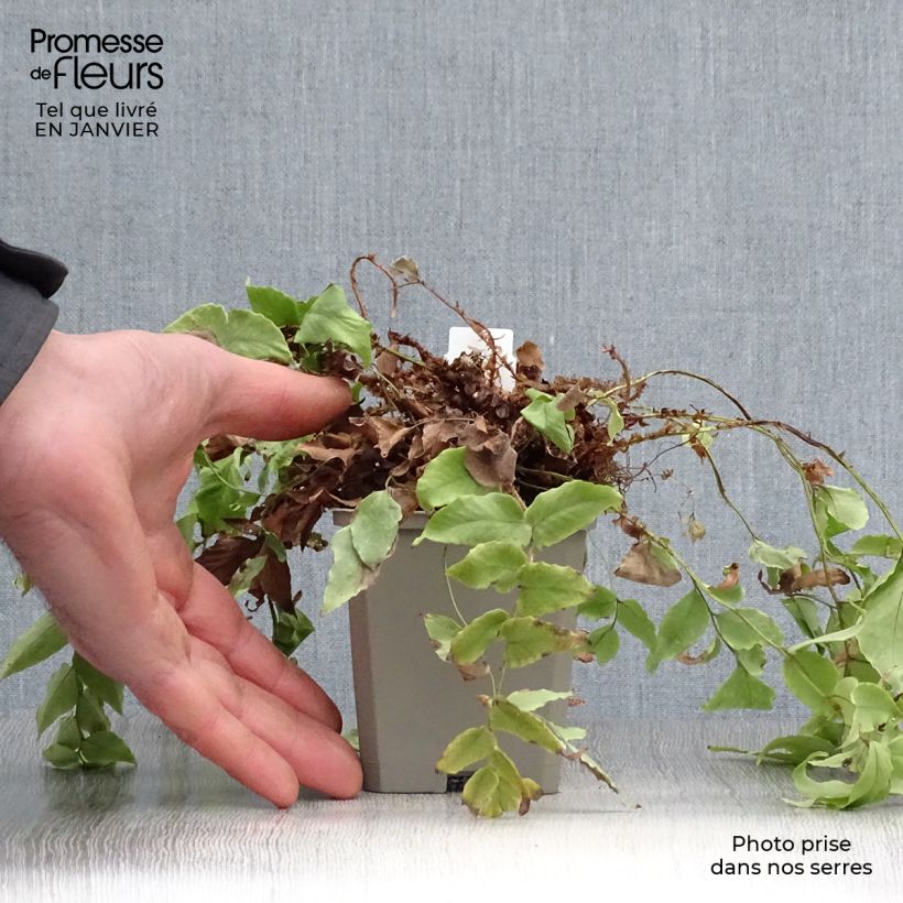 Cyrtomium fortunei var. clivicola 8/9 cm pot sample as delivered in winter