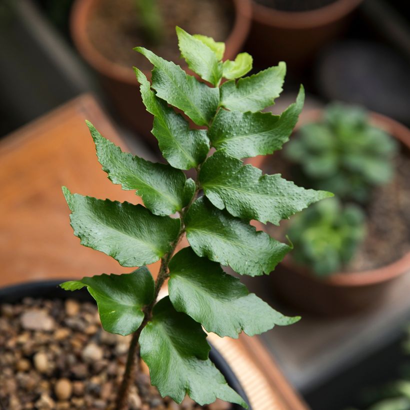 Cyrtomium falcatum (Foliage)