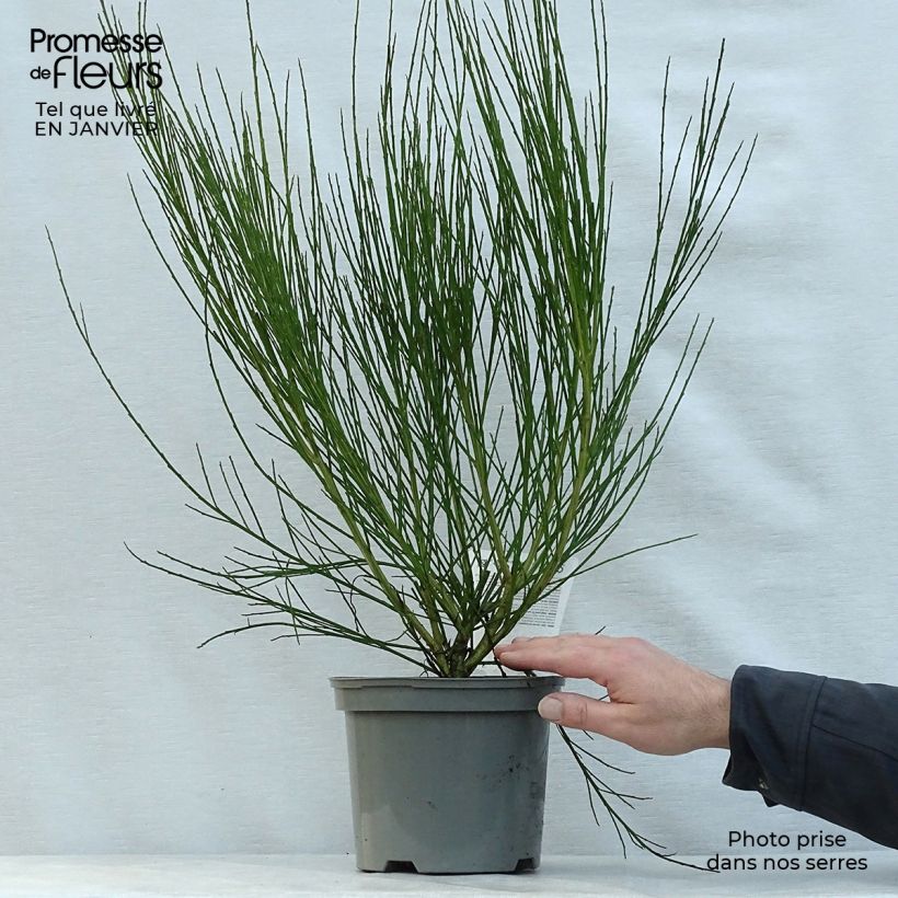 Cytisus scoparius Ruby 3L/4L pot sample as delivered in winter