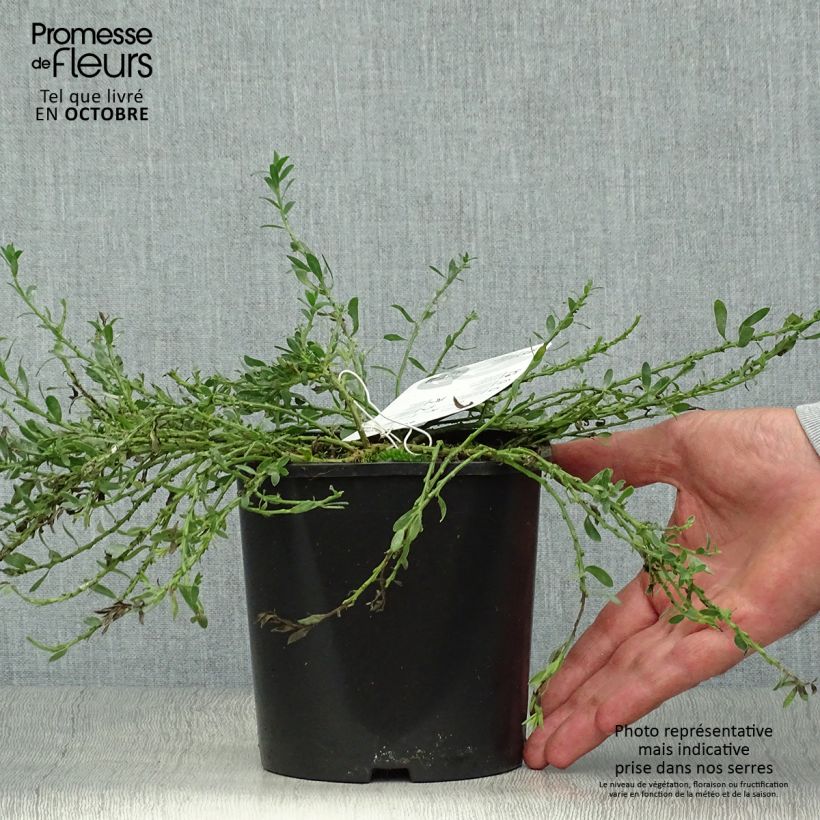 Cytisus decumbens 2L/3L pot sample as delivered in autumn