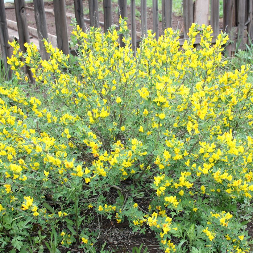Cytisus decumbens (Plant habit)