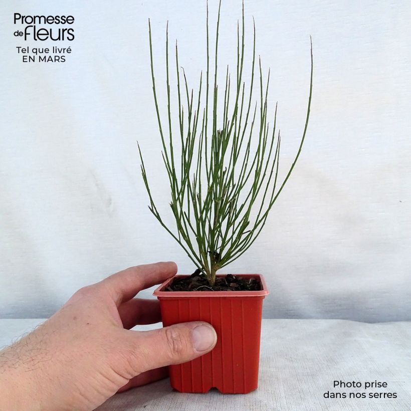 Cytisus procumbens Zeelandia 8/9 cm pot sample as delivered in spring