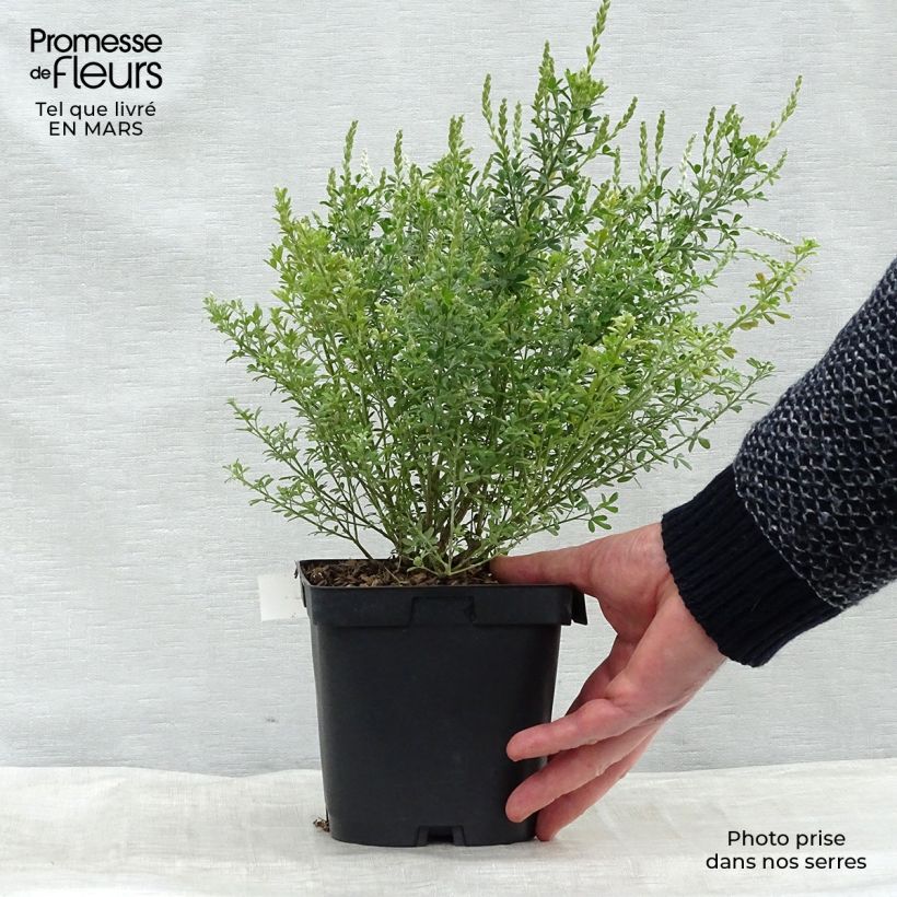 Cytisus racemosus Phebus 2L/3L pot sample as delivered in spring
