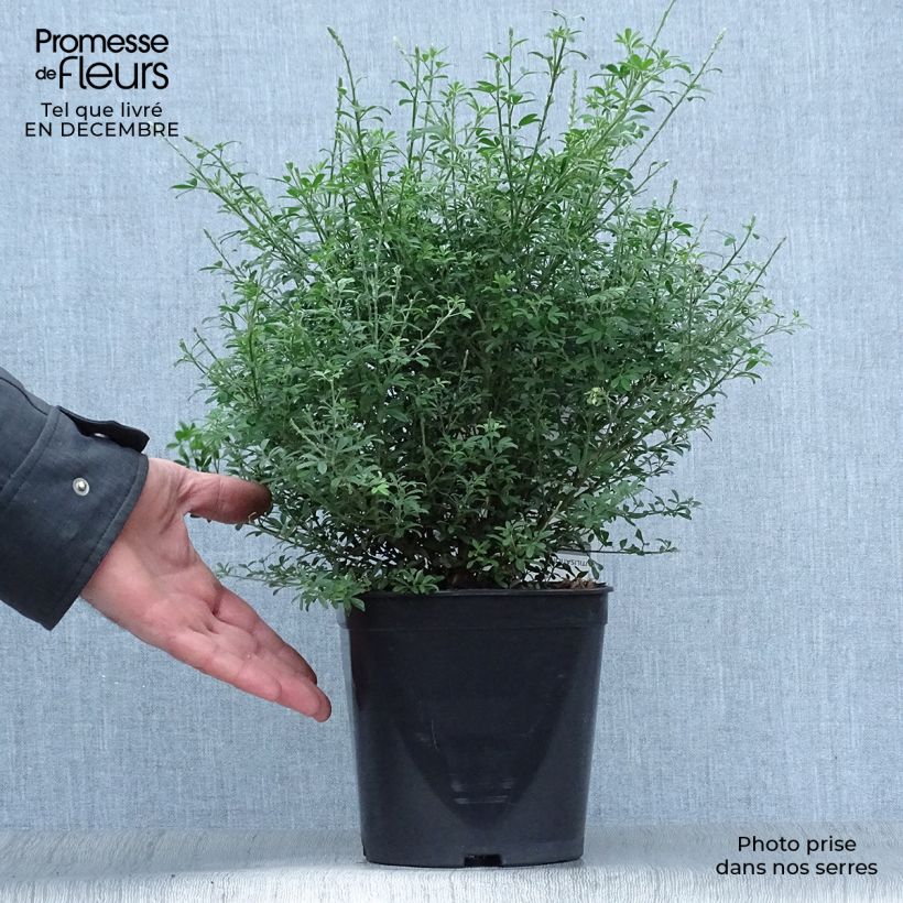 Cytisus racemosus Phebus 4L/5L pot sample as delivered in winter