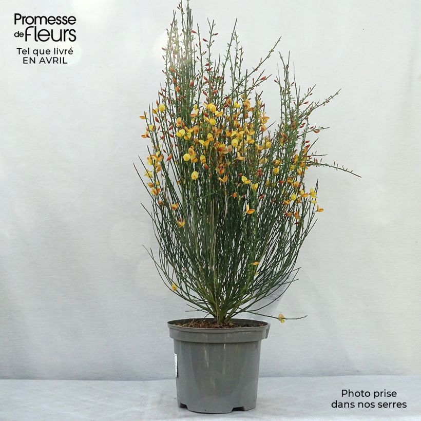 Cytisus scoparius Apricot Gem 2L/3L pot sample as delivered in spring