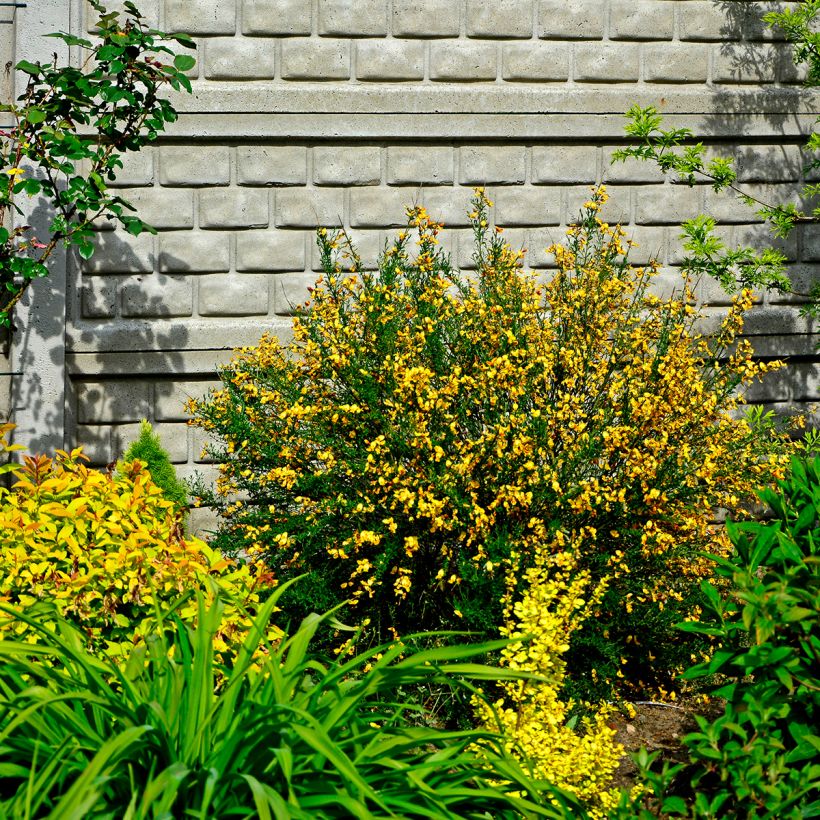 Cytisus scoparius Apricot Gem (Plant habit)