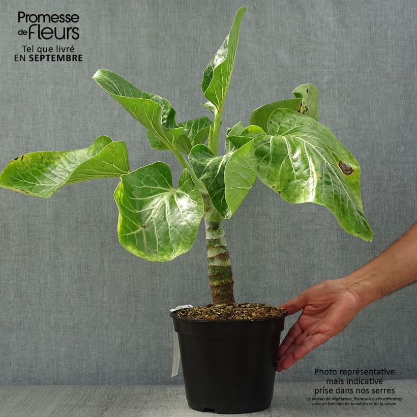 Dendroseris litoralis - Cabbage Tree 4L/5L pot sample as delivered in autumn