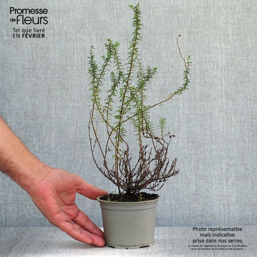 Daboecia cantabrica Alba - Irish Heath 12cm pot sample as delivered in autumn