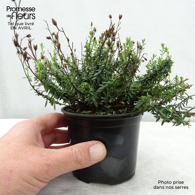 Daboecia cantabrica Alba - Irish Heath 12cm pot sample as delivered in spring