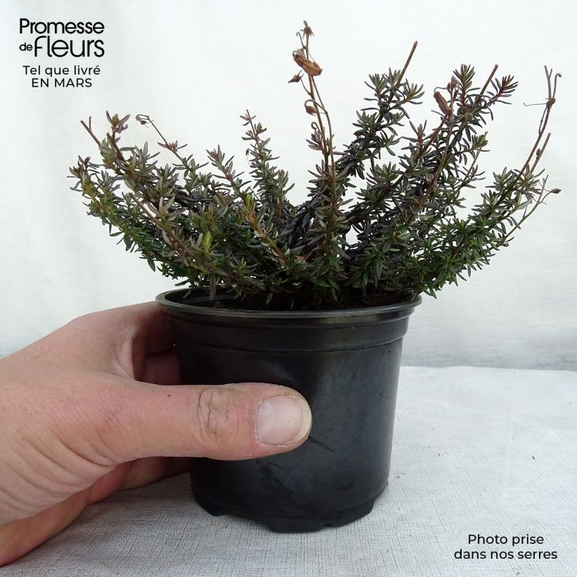 Daboecia cantabrica - Irish Heath 12cm pot sample as delivered in winter