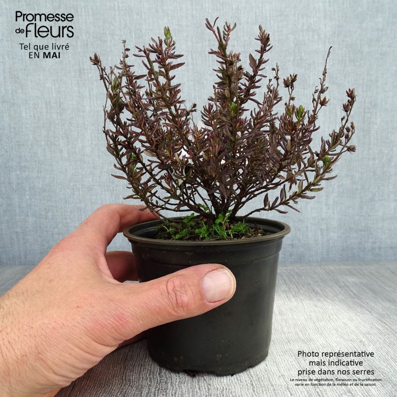 Daboecia cantabrica - Irish Heath 12cm pot sample as delivered in spring