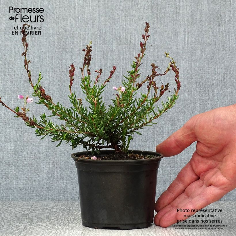 Daboecia cantabrica Waleys Red - Irish Heath 12cm pot sample as delivered in autumn