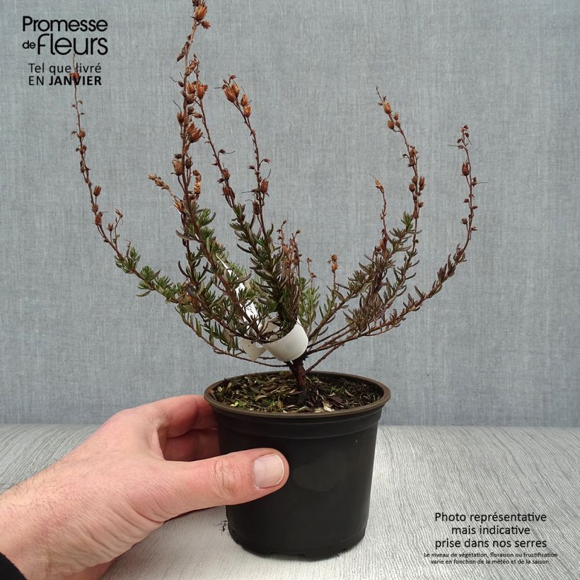 Daboecia scotica William Buchanan - Irish Heath 12cm pot sample as delivered in winter