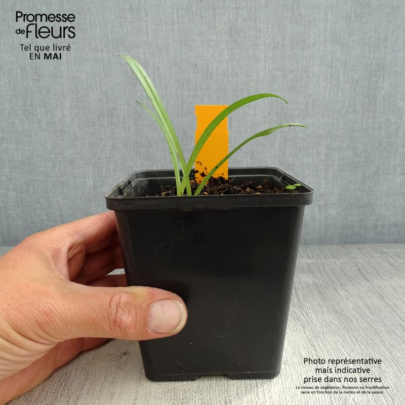 Dactylorhiza maculata - Spotted Orchi 8/9 cm pot sample as delivered in spring